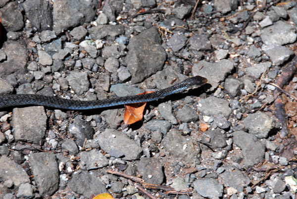 Surprise on the trail...Palawan Worm Snake (Calamaria palawanensis)