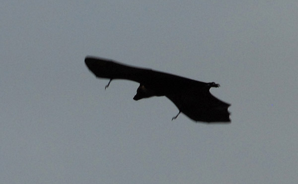 Palau flying-fox (Pteropus pelewensis), a large bat in flight