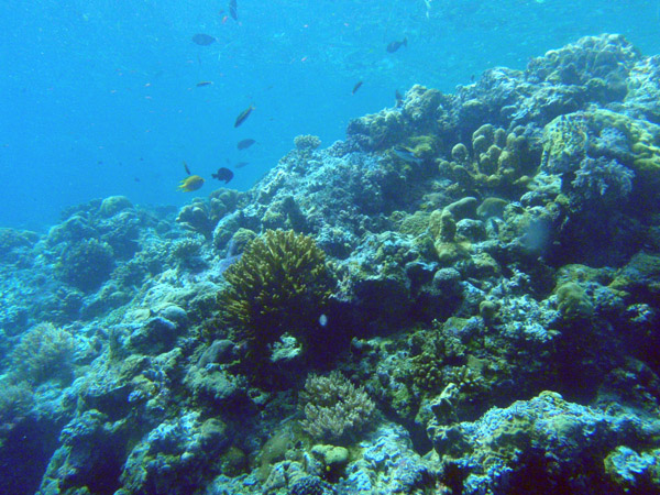 Shallow reef at the edge of the Big Drop-off, Palau