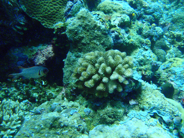 Shallow reef at the edge of the Big Drop-off, Palau