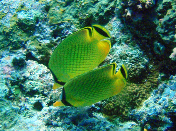 Latticed butterflyfish (Chaetodon rafflesi) Palau