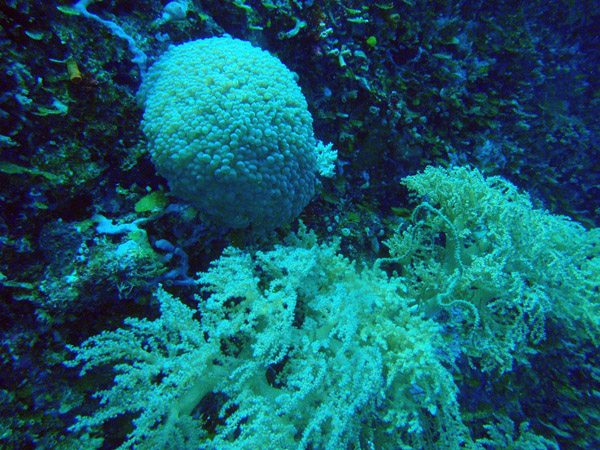 Bubble coral, Big Drop-off