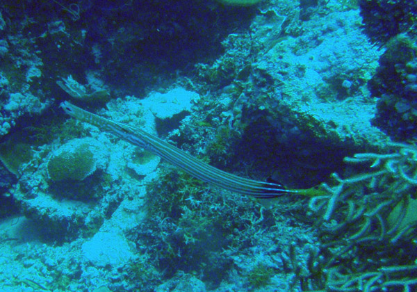 Trumpetfish (Fistularia commersonii) Palau