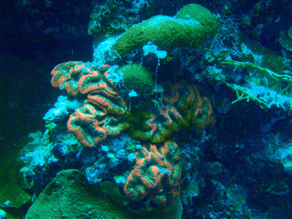 Coral with redish color, Palau