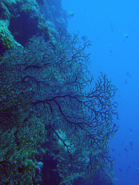 Fan coral, Big Drop-off