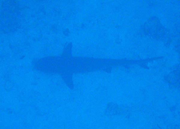 A shark resting at the bottom of the Big Drop-off
