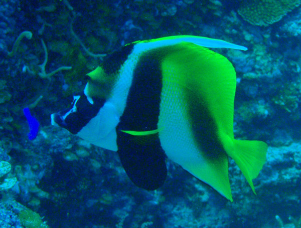 Masked bannerfish (Heniochus monoceros) Palau