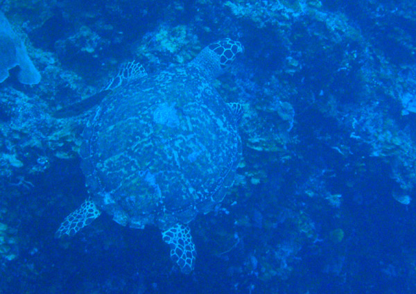 Sea turtle swimming along the Big Drop-off, Palau