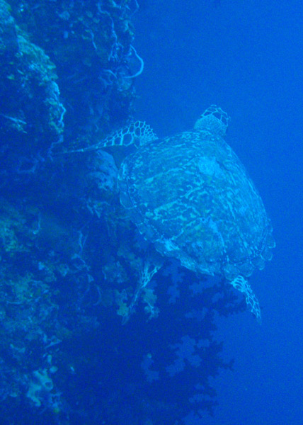Green sea turtle (Chelonia mydas) Palau