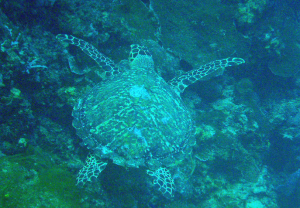 Green sea turtle (Chelonia mydas) Palau