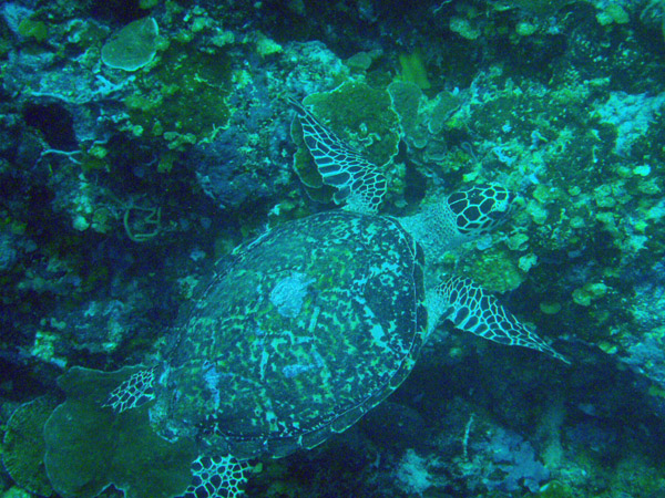 Green sea turtle (Chelonia mydas) Palau