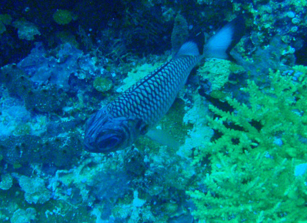 Shadowfin soldierfish (Myripristis adusta) Palau