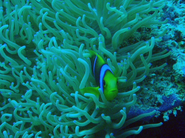 Orangefin anemonefish (Amphiprion chrysopterus) Palau