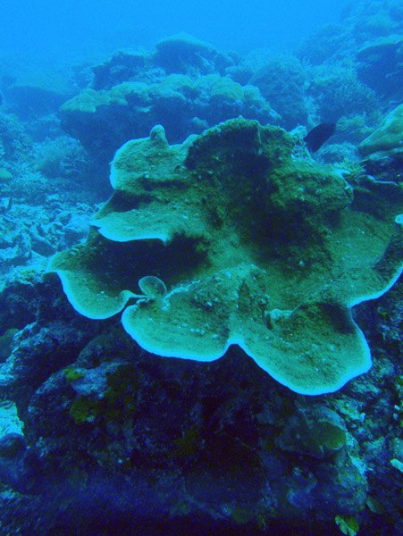 Coral, German Channel, Palau