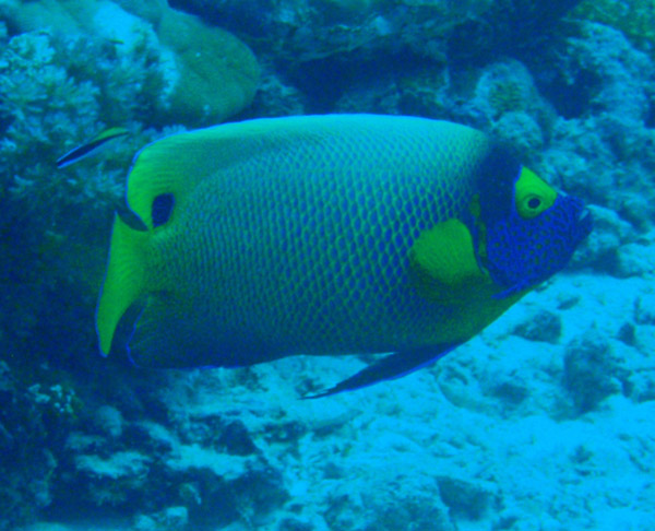 Yellowmask Angelfish (Pomacanthus xanthometopon) Palau