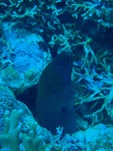 Moray eel, German Channel