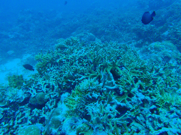 Coral, German Channel, Palau