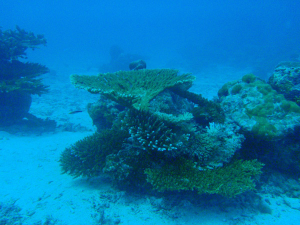 Coral, German Channel, Palau