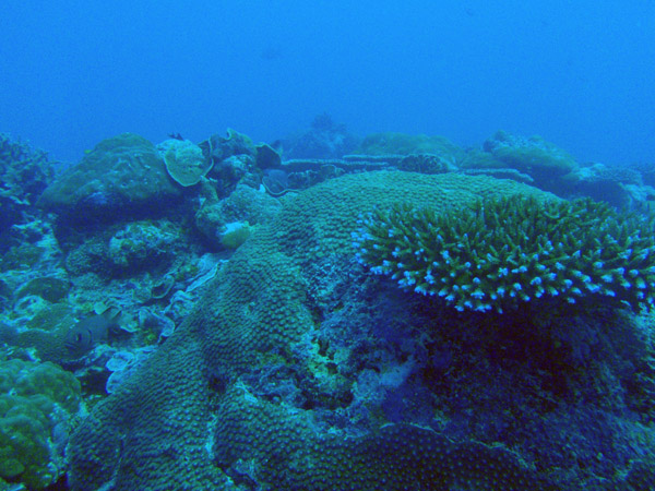 Coral, German Channel, Palau