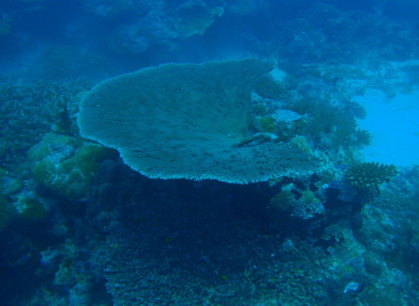 Table coral, German Channel