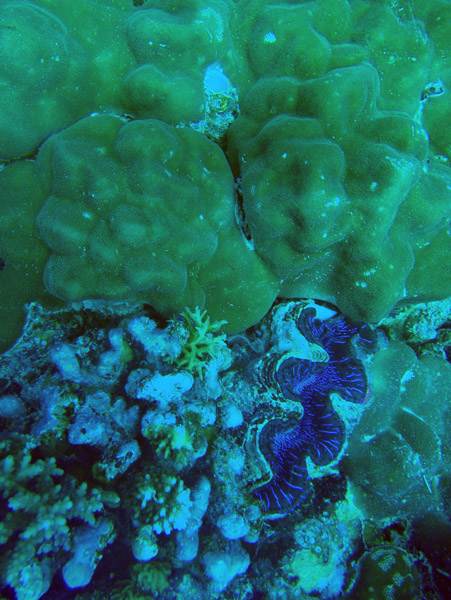 Giant clam embedded in the reef, Palau