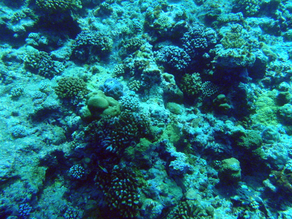 Shallow reef at the Blue Hole