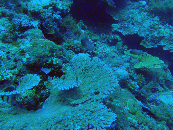 The day's second dive, Blue Corner, very close to the Blue Hole Dive