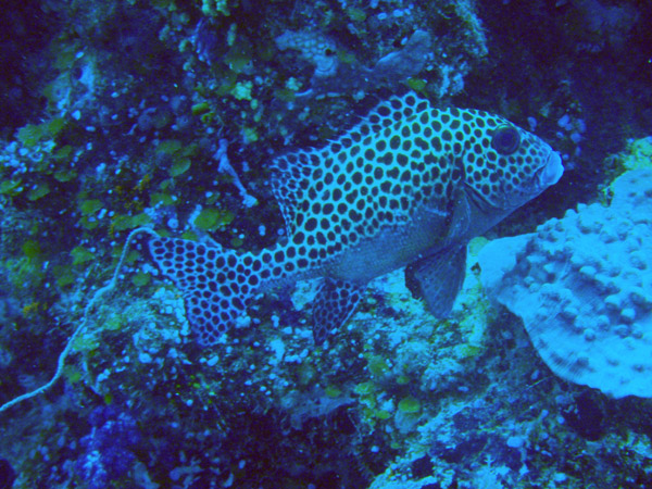 Many-spotted Sweetlips (Plectorhinchus chaetodontoides) Palau