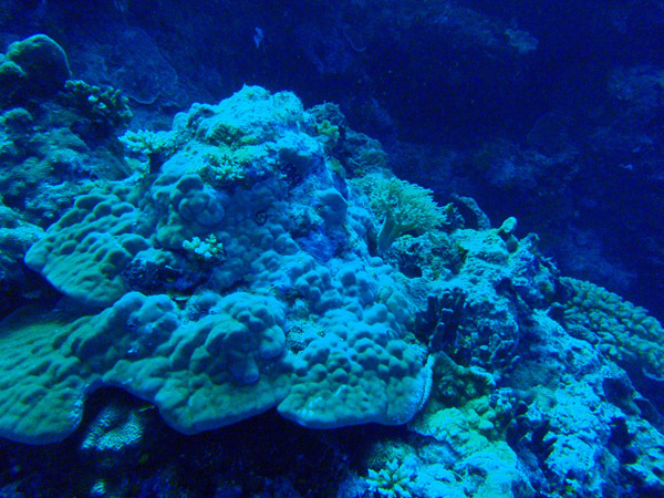 Coral outside the Blue Hole