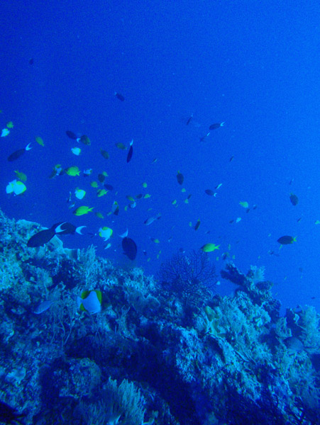 Reef near Blue Corner