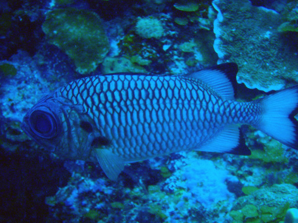 Shadowfin Soldierfish (Myripistis adusta) Palau