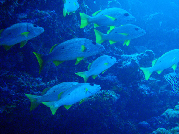 Yellowfin Emperors (Lethrinus erythracantus) Palau