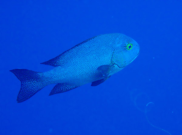 Midnight Snapper (Macolor Macularis) Palau