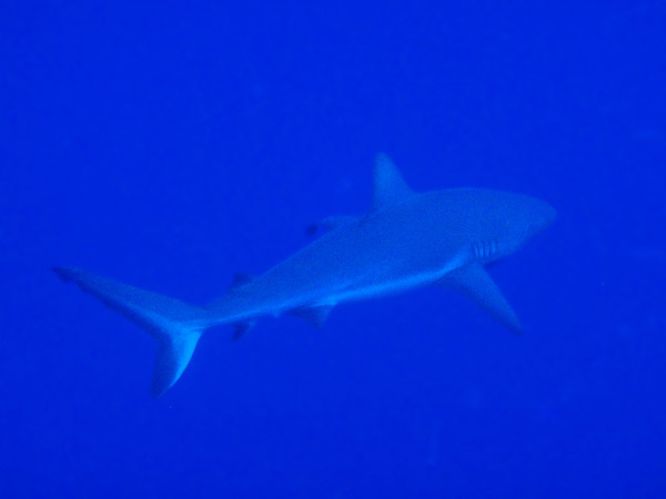 Grey reef shark (Carcharhinus amblyrhynchos) Palau