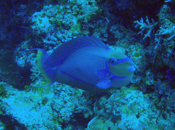 Vlaming's Unicornfish (Naso vlamingii) Palau