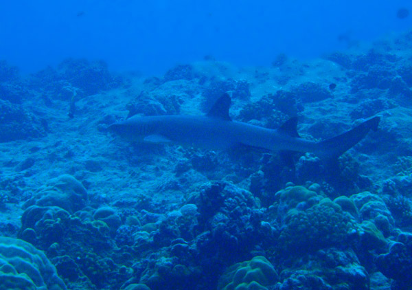 Whitetip Reef Shark (Triaenodon obesus) Palau