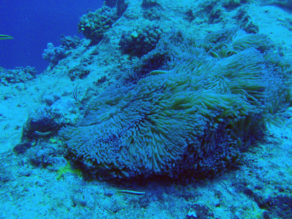 Anenome at Blue Corner