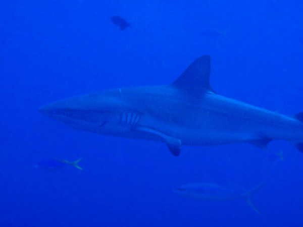 The stars of Blue Corner - the Grey Reef Sharks that cruise along the top of the cliff