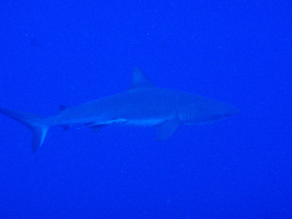 Gray Reef Shark, Palau