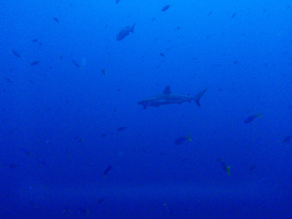 Gray Reef Shark among other fish at Blue Corner