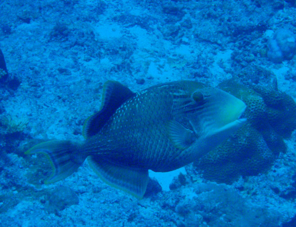 Yellowmargin Triggerfish (Pseudobalistes flavimarginatus) Palau