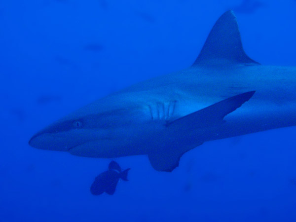 Gray Reef Shark, Blue Corner