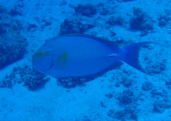Yellowfin surgeonfish (Acanthurus xanthopterus) Palau