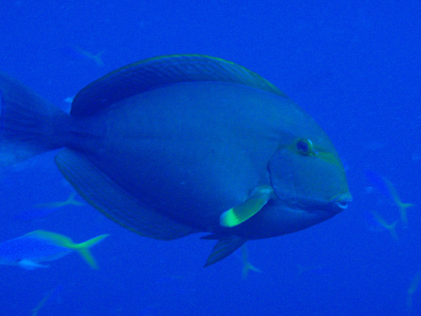 Yellowfin Surgeonfish (Acanthurus xanthoptherus) Blue Corner
