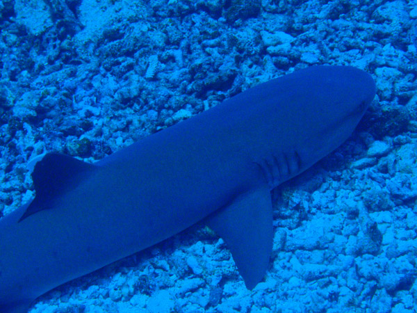 Whitetip Reef Shark resting on the sea floor
