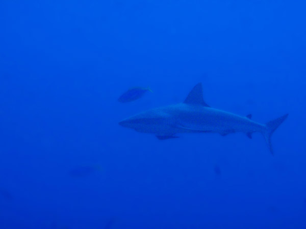 Grey Reef Shark cruising Blue Corner