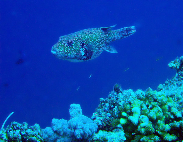 Guineafowl Pufferfish (Arothron meleagris) Palau