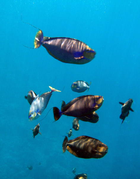 Vaming's unicornfish (Naso vlamingii) Palau