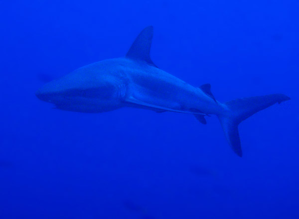 Gray Reef Shark, Blue Corner, Palau
