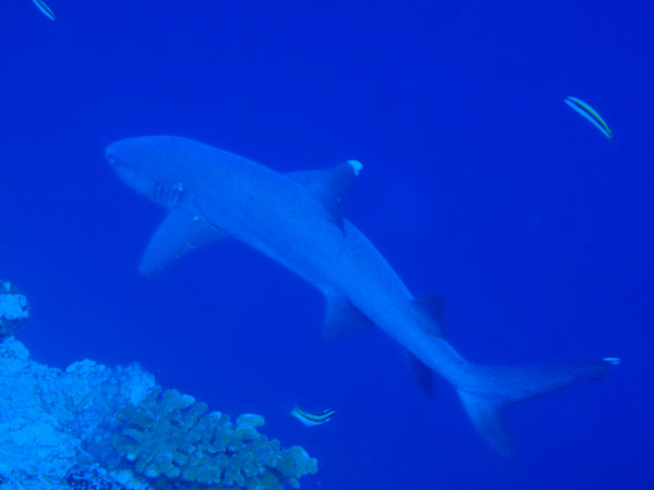 Whitetip Reef Shark, Blue Corner, Palau